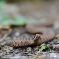 Buy canvas prints of  Young female Adder by Jamie Dumbleton