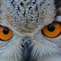 Buy canvas prints of  Eurasian Eagle Owl by Jamie Dumbleton
