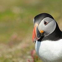Buy canvas prints of Grandiose Puffin       by Jamie Dumbleton