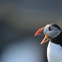 Buy canvas prints of Yawning Puffin by Jamie Dumbleton