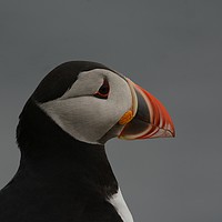 Buy canvas prints of Portrait of a Puffin         by Jamie Dumbleton