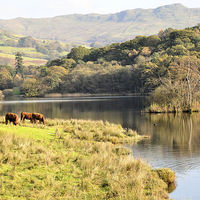 Buy canvas prints of  Rydal Water  by Jenny Challinor 