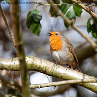 Buy canvas prints of Robin singing perched on a tree branch by Claire Castelli