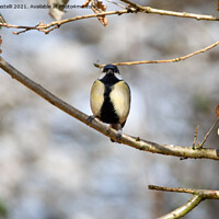 Buy canvas prints of Great tit perching  by Claire Castelli