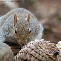 Buy canvas prints of A grey squirrel by Claire Castelli