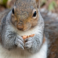 Buy canvas prints of Grey Squirrel by Claire Castelli