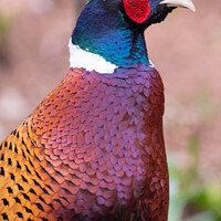 Buy canvas prints of Male pheasant looking right by Claire Castelli