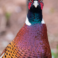 Buy canvas prints of Pheasant looking straight to camera by Claire Castelli