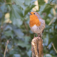 Buy canvas prints of Close up of robin singing by Claire Castelli