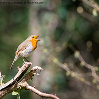 Buy canvas prints of Robin singing in the trees by Claire Castelli