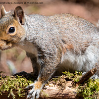 Buy canvas prints of A squirrel standing on a branch by Claire Castelli