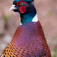 Buy canvas prints of Male Pheasant by Claire Castelli