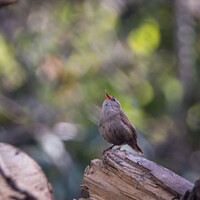 Buy canvas prints of A small wren perched on a tree branch by Claire Castelli