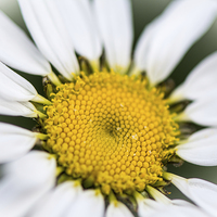 Buy canvas prints of  Daisy by Claire Castelli