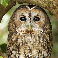 Buy canvas prints of  Tawny Owl by Claire Castelli