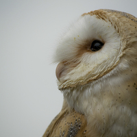 Buy canvas prints of Barn Owl by Claire Castelli