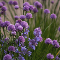 Buy canvas prints of Chives in bloom by Claire Castelli