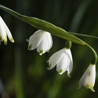 Buy canvas prints of Snowdrops by Claire Castelli