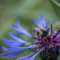 Buy canvas prints of  Bee on cornflower by Claire Castelli