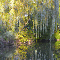 Buy canvas prints of Weeping Willow by Claire Castelli