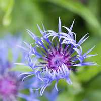 Buy canvas prints of  Single cornflower by Claire Castelli