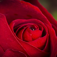 Buy canvas prints of  Single red rose by Claire Castelli