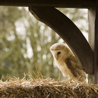 Buy canvas prints of  English Barn Owl by Claire Castelli