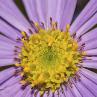 Buy canvas prints of  Centre of an Asteraceae by Claire Castelli