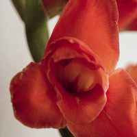 Buy canvas prints of  Gladiola by Claire Castelli