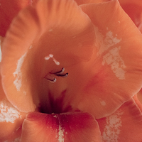 Buy canvas prints of  Single Gladiola by Claire Castelli