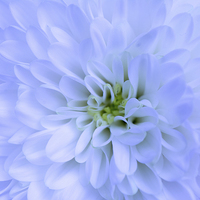 Buy canvas prints of Chrysanthemum  by Claire Castelli