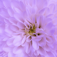Buy canvas prints of  Pink Chrysanthemum by Claire Castelli