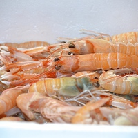 Buy canvas prints of Fresh prawns by Claire Castelli