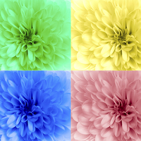 Buy canvas prints of  Multicoloured chrysanthemums by Claire Castelli