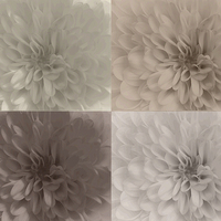 Buy canvas prints of  Neutral Chrysanthemums by Claire Castelli