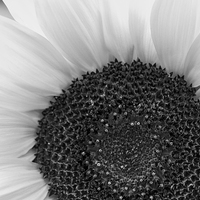 Buy canvas prints of  Sunflower by Claire Castelli