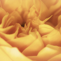 Buy canvas prints of  A sea of petals by Claire Castelli