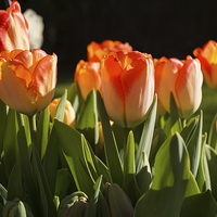 Buy canvas prints of  Tulips by Claire Castelli