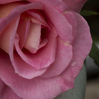 Buy canvas prints of  Pink Rose by Claire Castelli