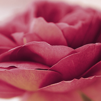 Buy canvas prints of  Single pink rose by Claire Castelli