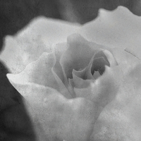 Buy canvas prints of  black and white rose by Claire Castelli