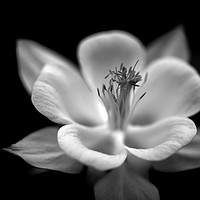 Buy canvas prints of Black and white columbine by Claire Castelli