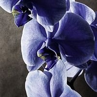 Buy canvas prints of Blue Orchid by Claire Castelli