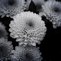 Buy canvas prints of chrysanthemum by Claire Castelli