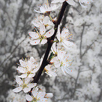 Buy canvas prints of Blossom by Claire Castelli