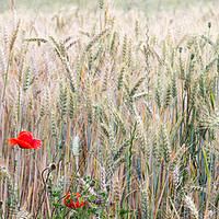 Buy canvas prints of Poppy and Wheat by Claire Castelli