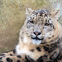 Buy canvas prints of Snow Leopard by Claire Castelli