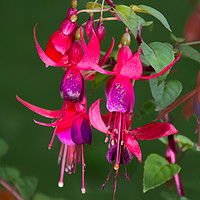 Buy canvas prints of Fuchsia by Claire Castelli