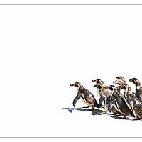 Buy canvas prints of March of the penguins by Claire Castelli