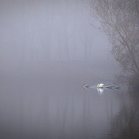 Buy canvas prints of Swan in the mist by Claire Castelli